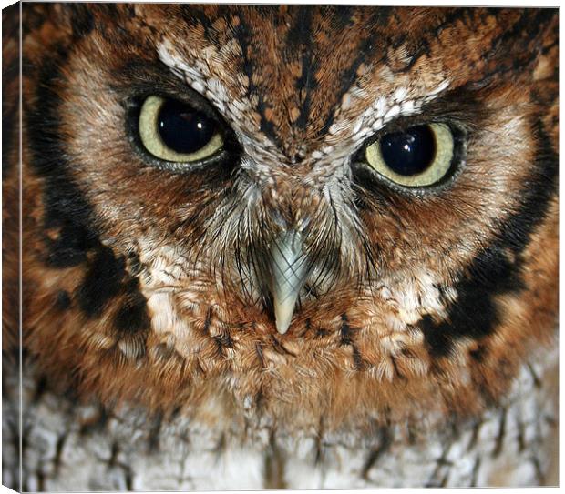 Screech owl Canvas Print by Howard Corlett