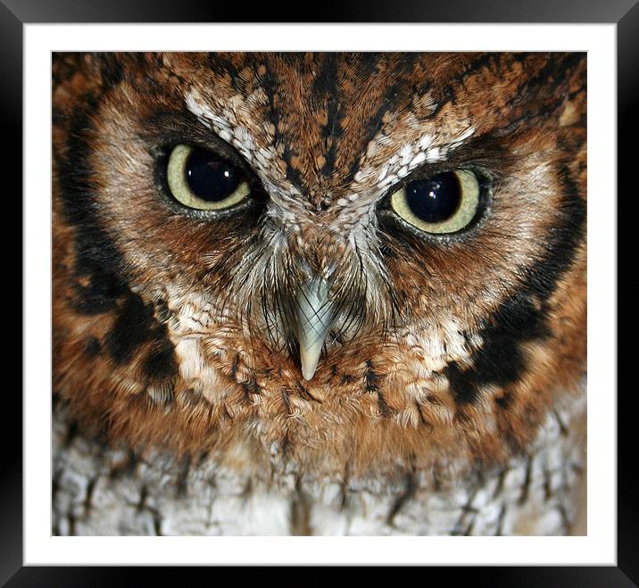 Screech owl Framed Mounted Print by Howard Corlett