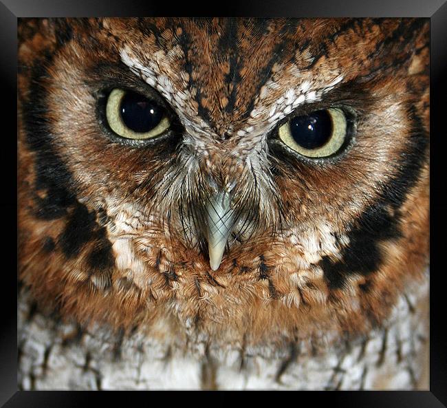 Screech owl Framed Print by Howard Corlett