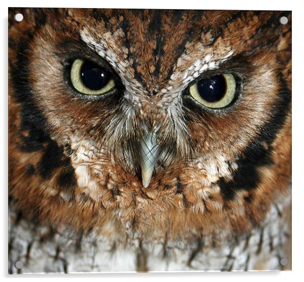 Screech owl Acrylic by Howard Corlett