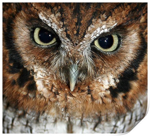 Screech owl Print by Howard Corlett