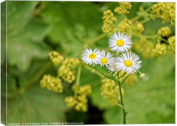 Plant flower Canvas Print by Cecil Owens