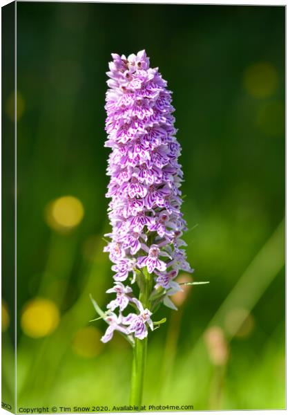 Single Marsh Orchid in early Summer Canvas Print by Tim Snow