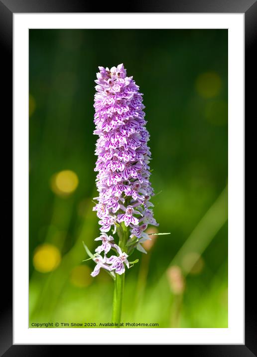 Single Marsh Orchid in early Summer Framed Mounted Print by Tim Snow