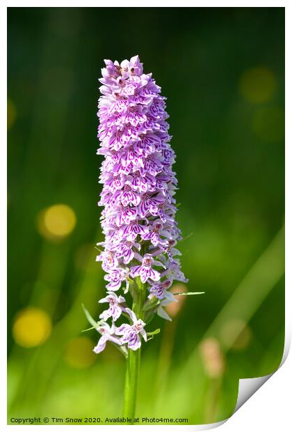 Single Marsh Orchid in early Summer Print by Tim Snow