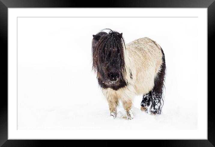 Snow Pony Framed Mounted Print by Heidi Stewart
