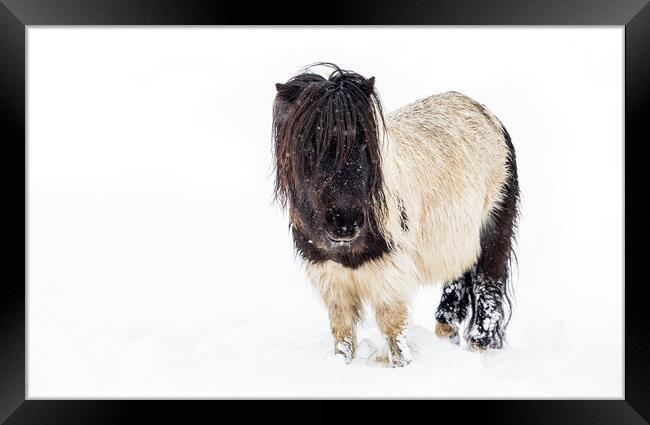 Snow Pony Framed Print by Heidi Stewart