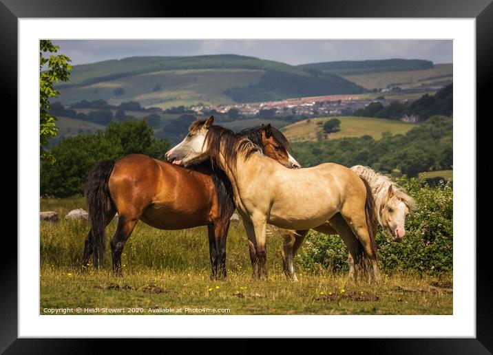 Horses At Play Framed Mounted Print by Heidi Stewart