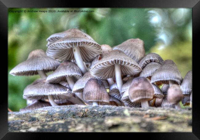 Fungi on tree stump. Framed Print by Andrew Heaps