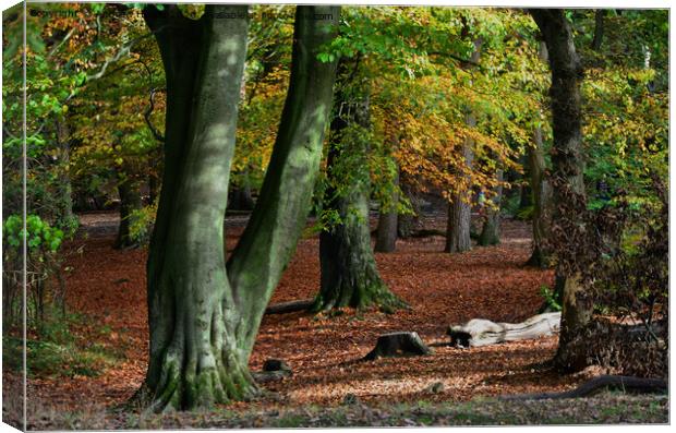 Autumn woodland  Canvas Print by Andrew Heaps