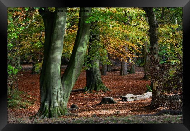 Autumn woodland  Framed Print by Andrew Heaps