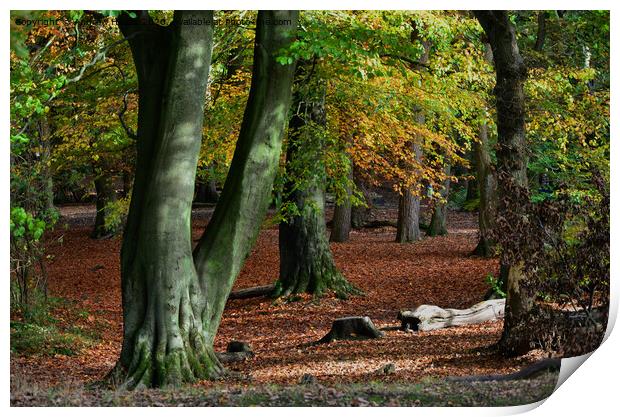 Autumn woodland  Print by Andrew Heaps