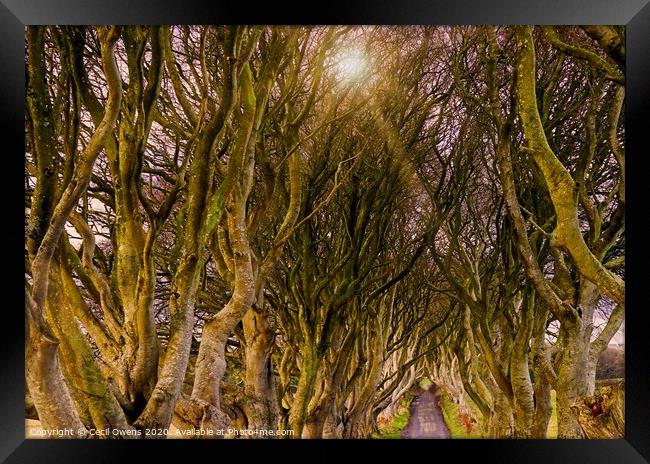 The dark hedges Framed Print by Cecil Owens