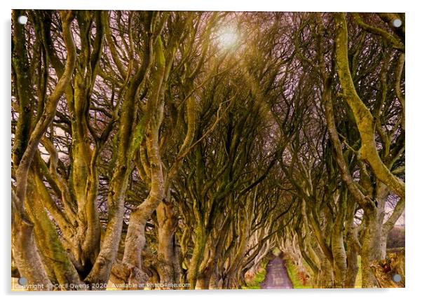 The dark hedges Acrylic by Cecil Owens
