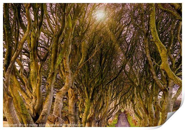The dark hedges Print by Cecil Owens