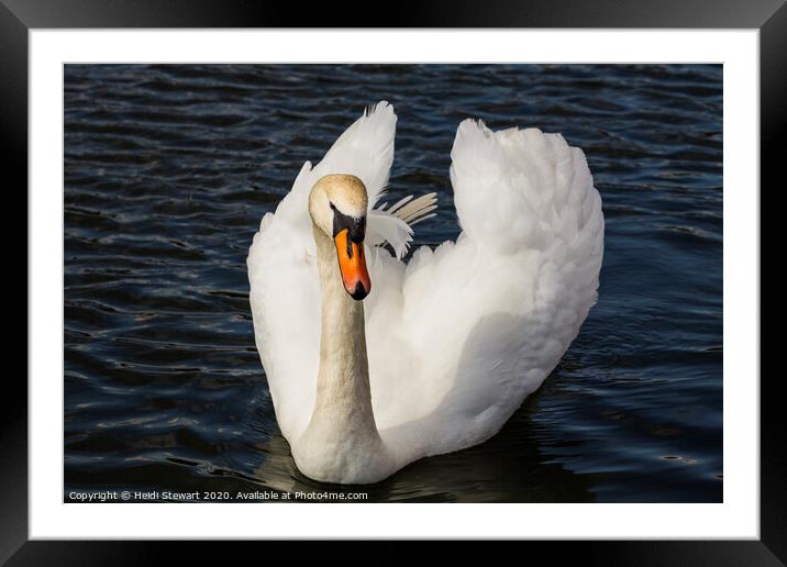 Majestic Swan Framed Mounted Print by Heidi Stewart