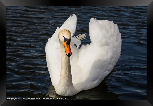 Majestic Swan Framed Print by Heidi Stewart