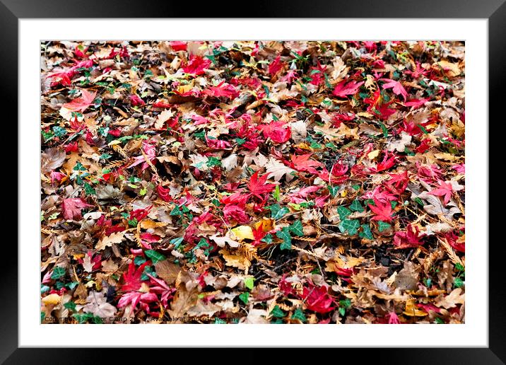 Autumn's Colourful Carpet Framed Mounted Print by Trevor Camp