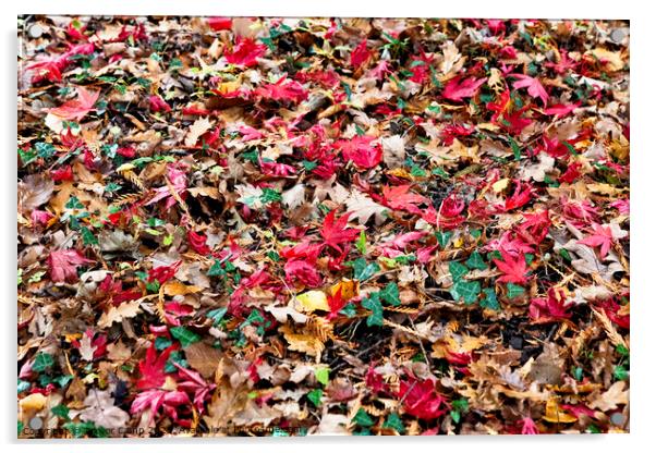Autumn's Colourful Carpet Acrylic by Trevor Camp