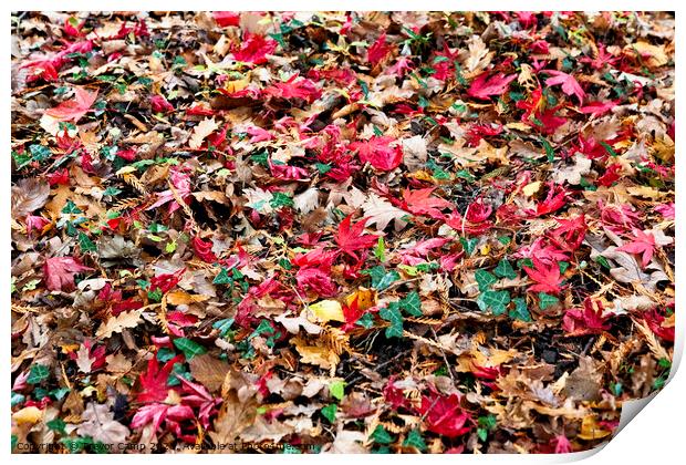 Autumn's Colourful Carpet Print by Trevor Camp