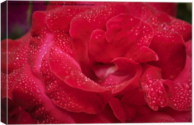 Sparkling Red Canvas Print by Christine Lake