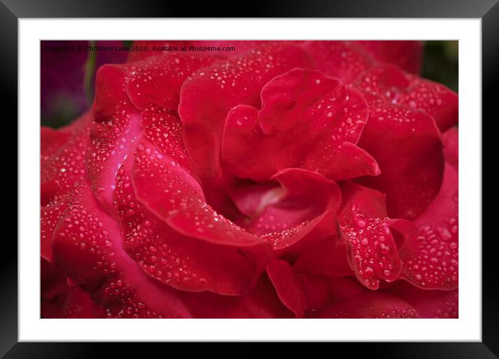 Sparkling Red Framed Mounted Print by Christine Lake