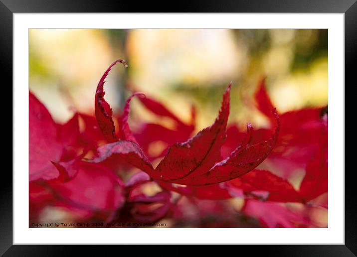 Acer in the Hand Framed Mounted Print by Trevor Camp