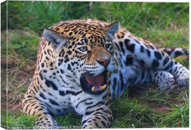 Majestic Jaguar Roars with Power Canvas Print by Simon Marlow