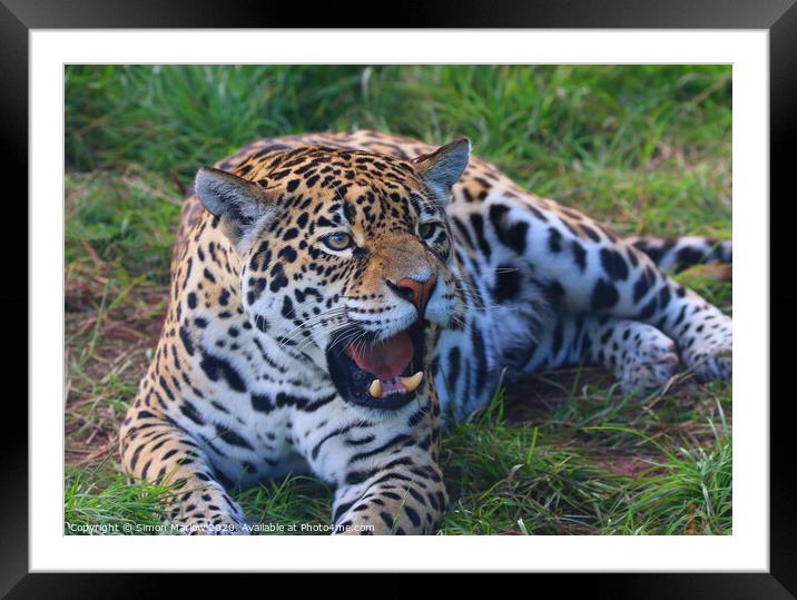 Majestic Jaguar Roars with Power Framed Mounted Print by Simon Marlow