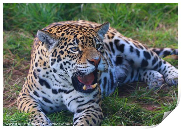 Majestic Jaguar Roars with Power Print by Simon Marlow