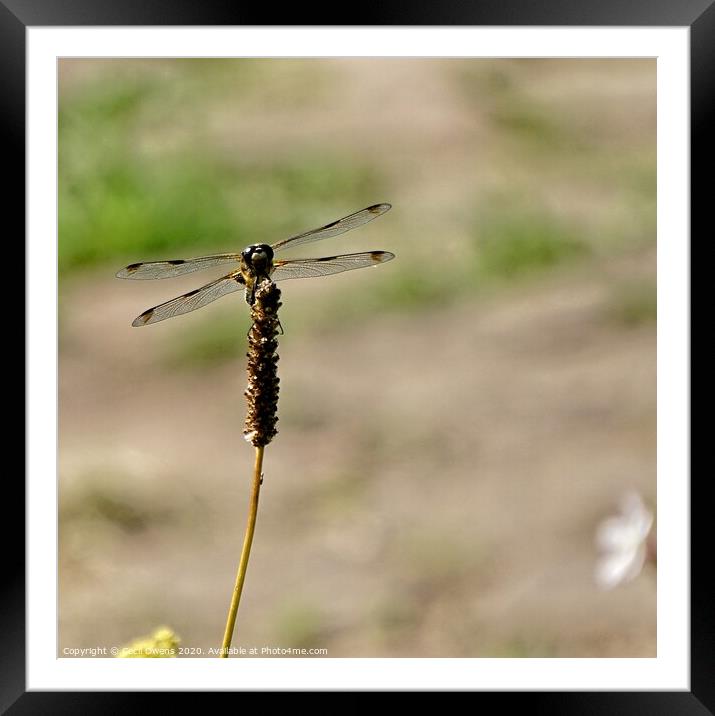 Dragonfly Framed Mounted Print by Cecil Owens