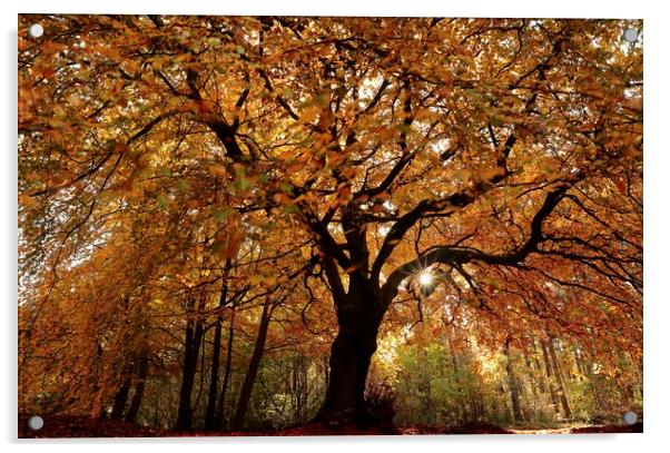 Beech tree spendour Acrylic by Simon Johnson