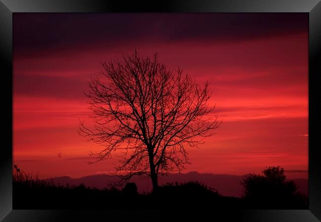 isolated tree sunrise Framed Print by Simon Johnson