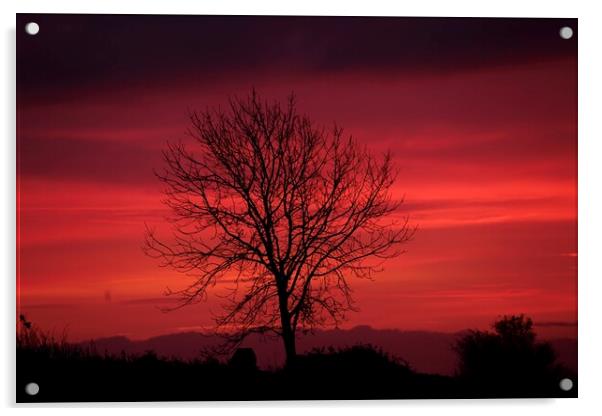 isolated tree sunrise Acrylic by Simon Johnson