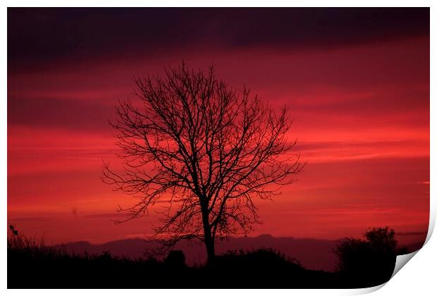 isolated tree sunrise Print by Simon Johnson