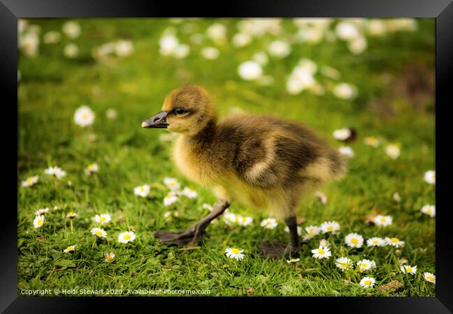 Cute Duckling Framed Print by Heidi Stewart