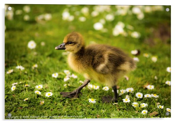 Cute Duckling Acrylic by Heidi Stewart