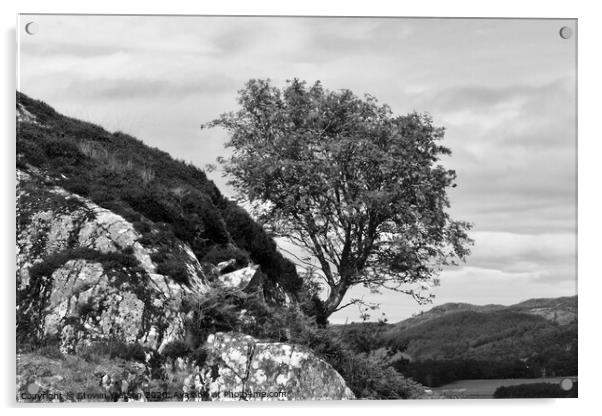 Dunadd Rowan (Monochrome) Acrylic by Steven Watson