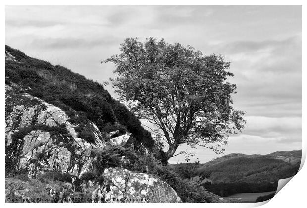 Dunadd Rowan (Monochrome) Print by Steven Watson