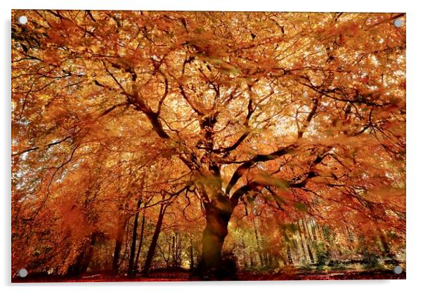 Beech tree in autumn Acrylic by Simon Johnson