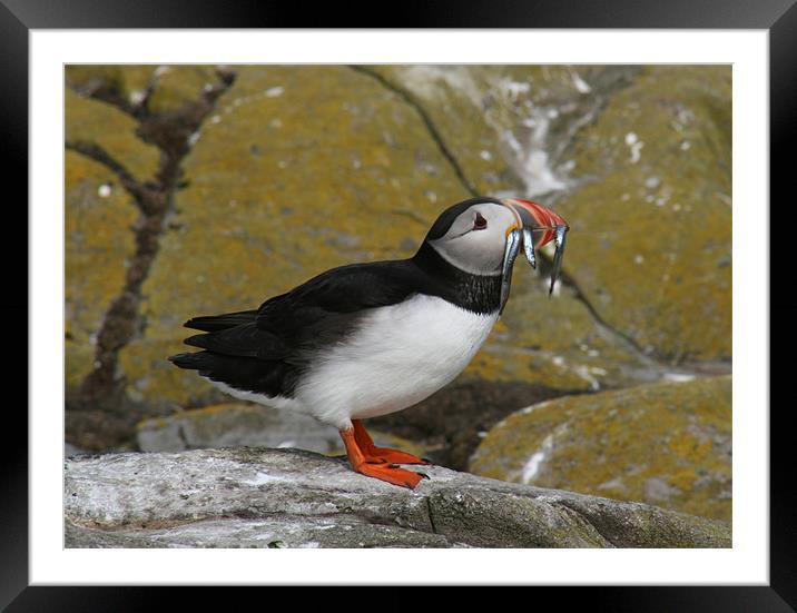 Puffin at Farne Islands with lunch! Framed Mounted Print by Richie Miles