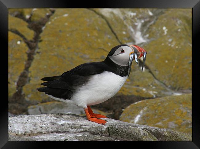 Puffin at Farne Islands with lunch! Framed Print by Richie Miles