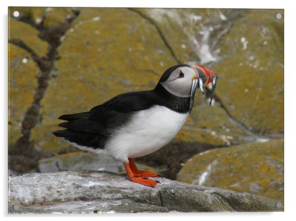 Puffin at Farne Islands with lunch! Acrylic by Richie Miles