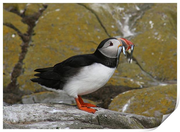 Puffin at Farne Islands with lunch! Print by Richie Miles