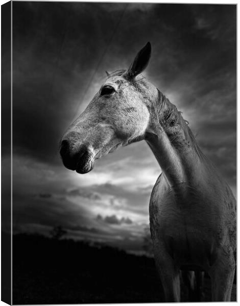 Grey horse in field  Canvas Print by Ruth Williams