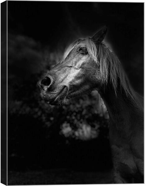 Horse in field  Canvas Print by Ruth Williams