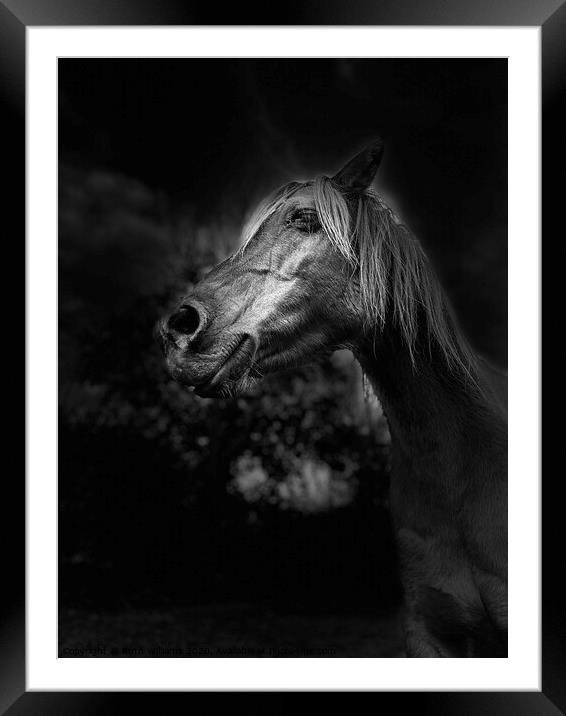 Horse in field  Framed Mounted Print by Ruth Williams