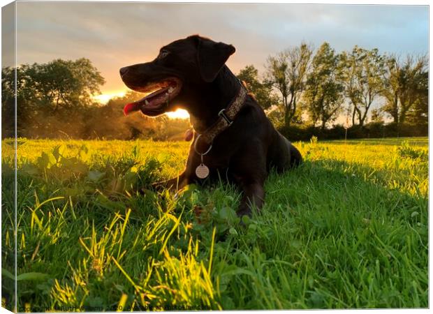 Labrador at sunset in a field  Canvas Print by Ruth Williams