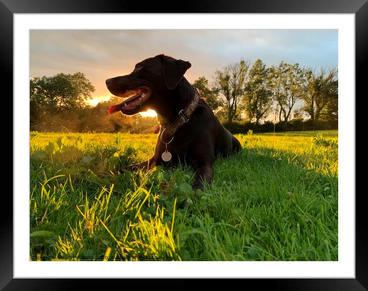 Labrador at sunset in a field  Framed Mounted Print by Ruth Williams