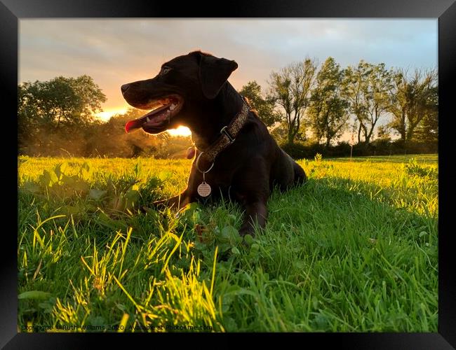 Labrador at sunset in a field  Framed Print by Ruth Williams
